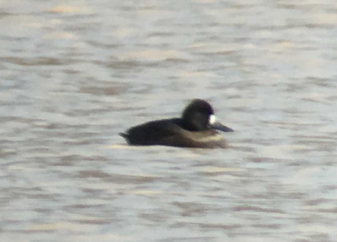 Lesser Scaup - ML70371091