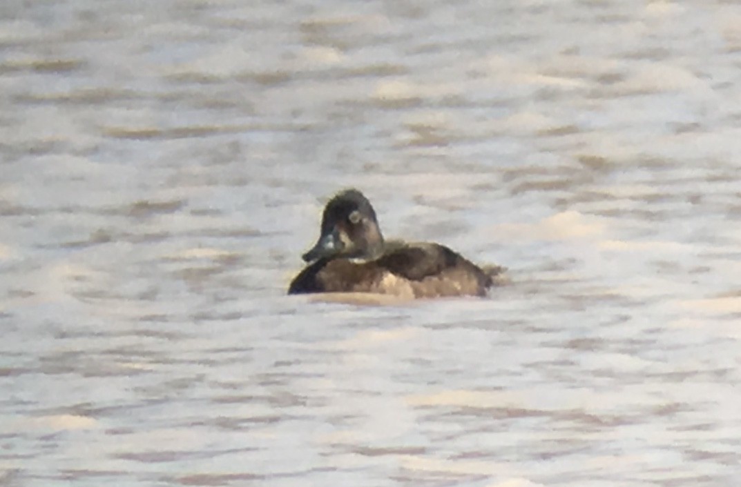 Ring-necked Duck - ML70371131