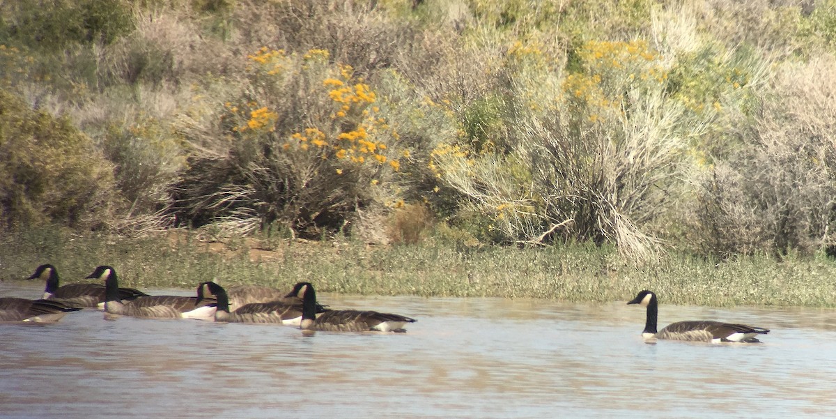 Канад галуу - ML70371211