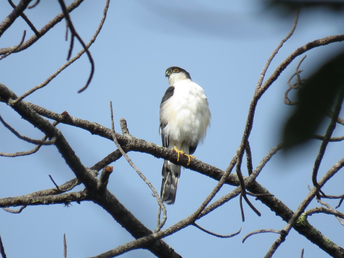 Sharp-shinned Hawk (White-breasted) - ML70371891