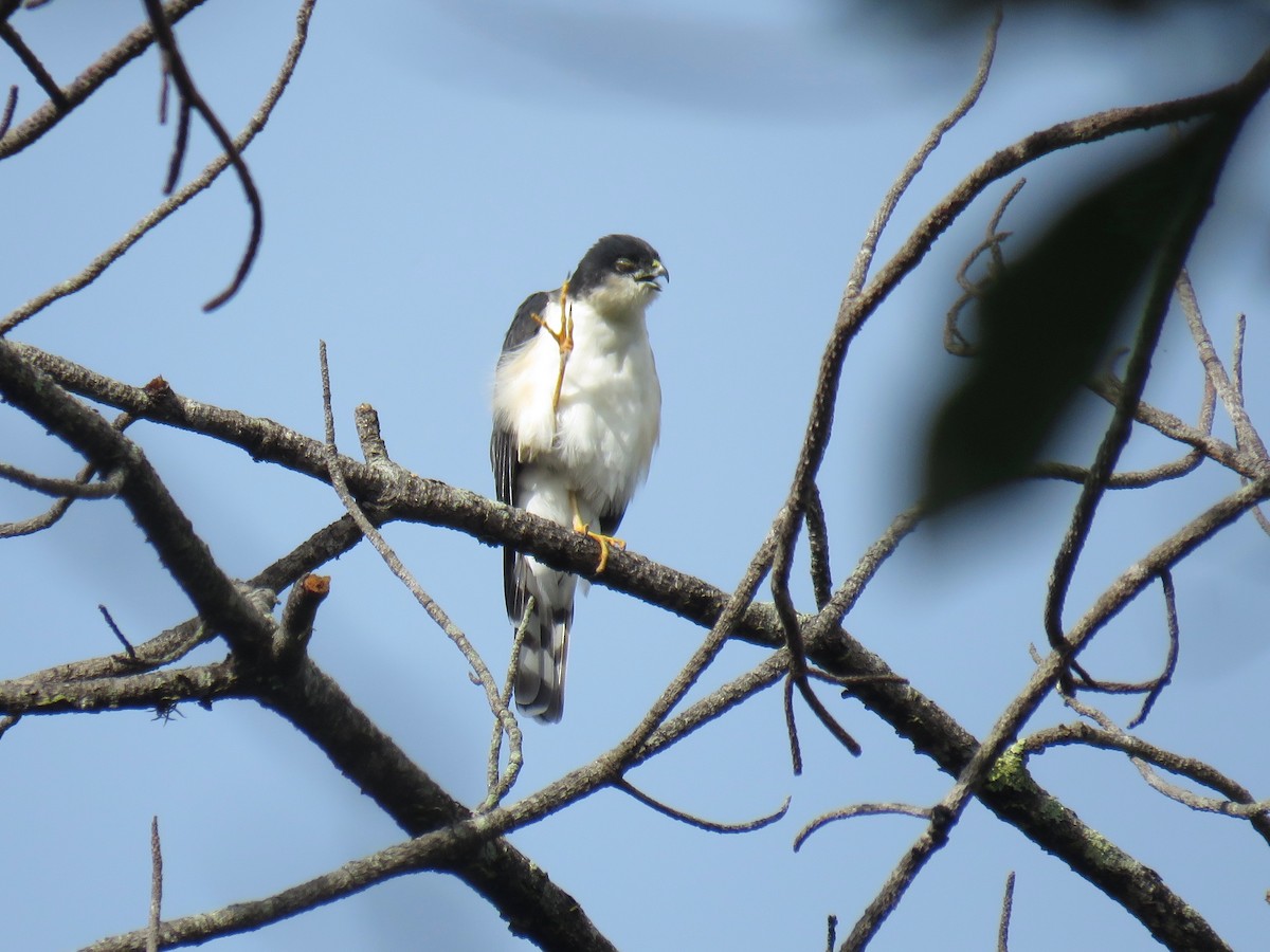 Sharp-shinned Hawk (White-breasted) - John van Dort