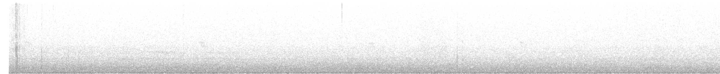 phoebe sp. - ML70372481