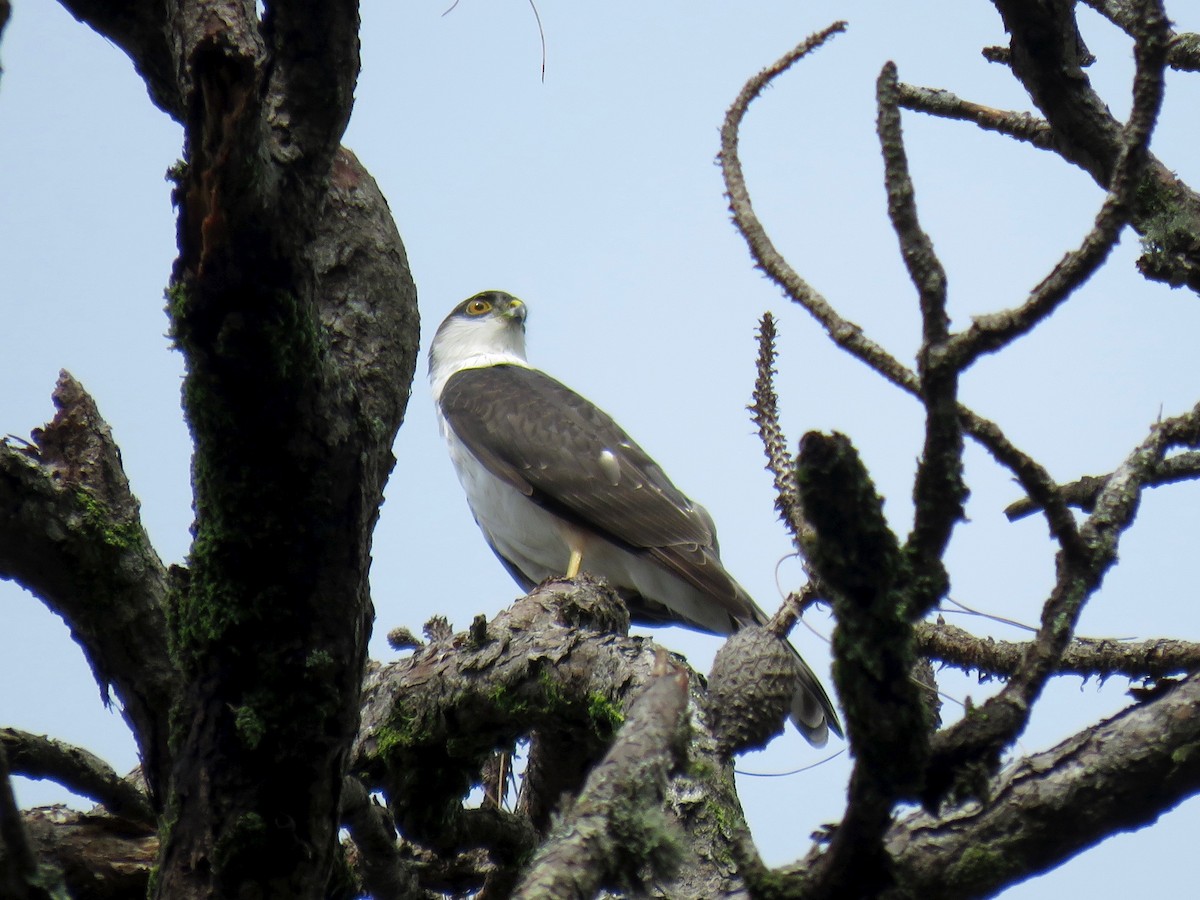 Sharp-shinned Hawk (White-breasted) - ML70373851