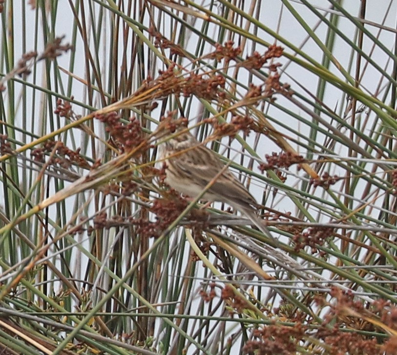 Vesper Sparrow - ML70374151