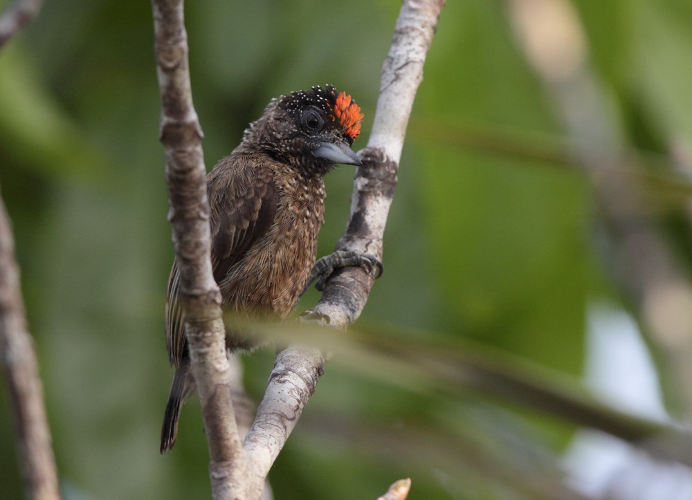 Varzea Piculet - Anselmo  d'Affonseca