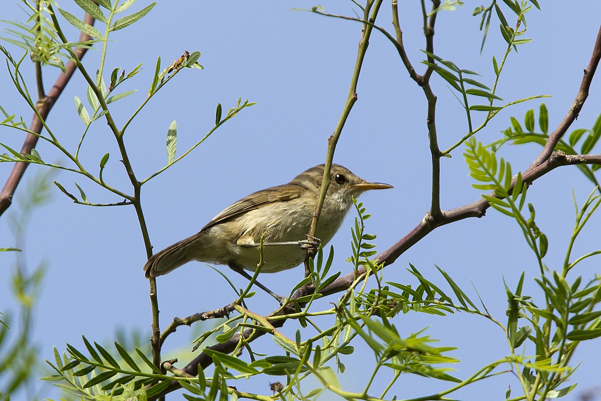 Cape Verde Swamp Warbler - ML703753