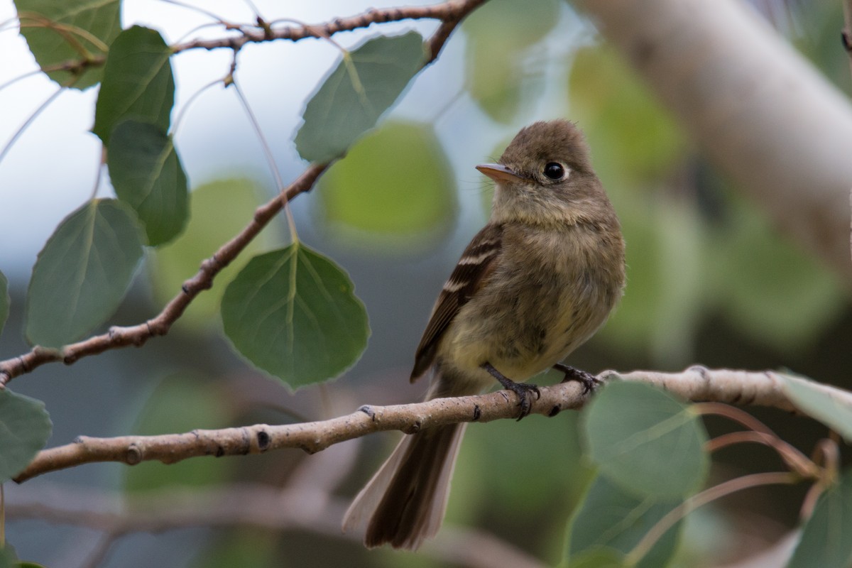 Western Flycatcher (Cordilleran) - ML70375941