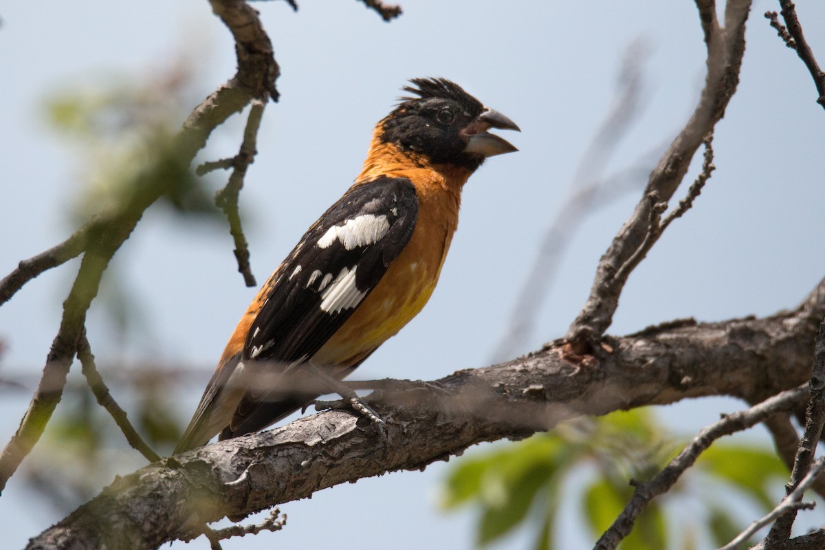 Black-headed Grosbeak - ML70376011