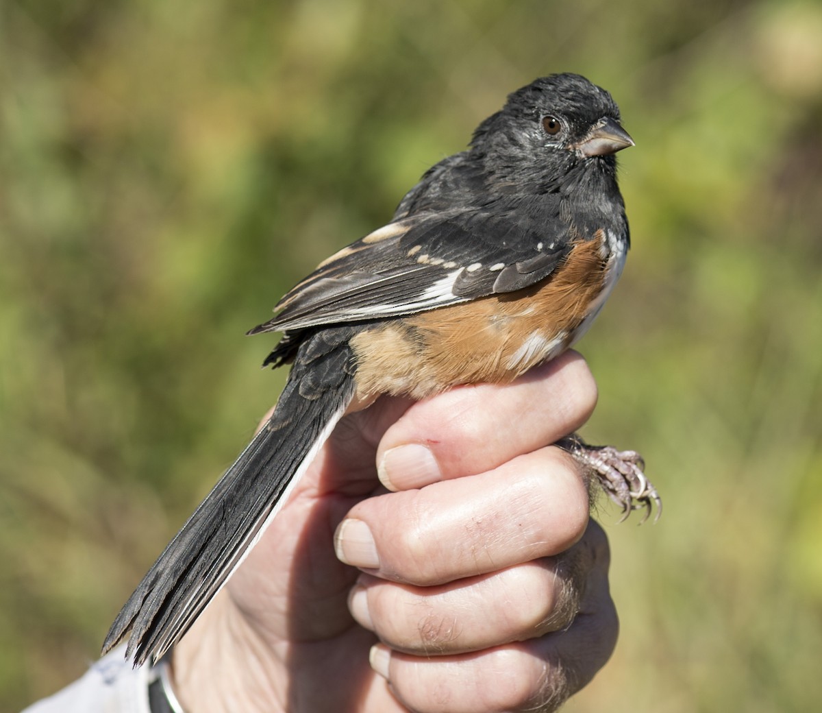 Spotted x Eastern Towhee (hybrid) - ML70376681