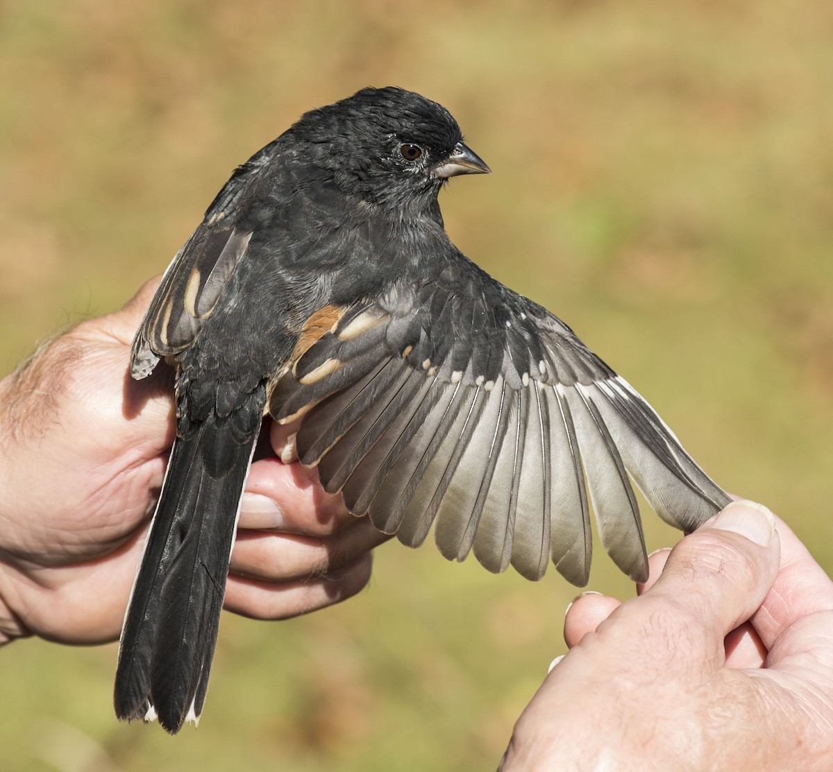 Spotted x Eastern Towhee (hybrid) - ML70376781