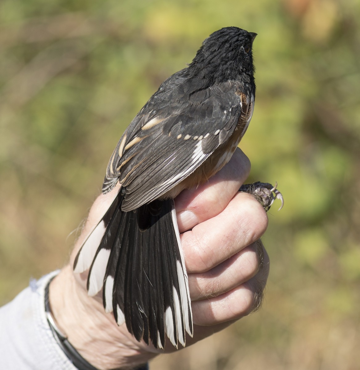 Spotted x Eastern Towhee (hybrid) - ML70376821