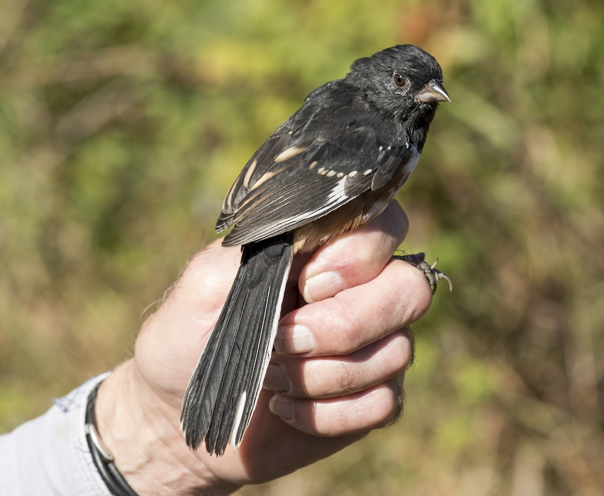 Spotted x Eastern Towhee (hybrid) - ML70376921