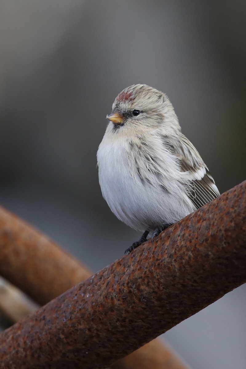 Redpoll (Hoary) - Laura Keene