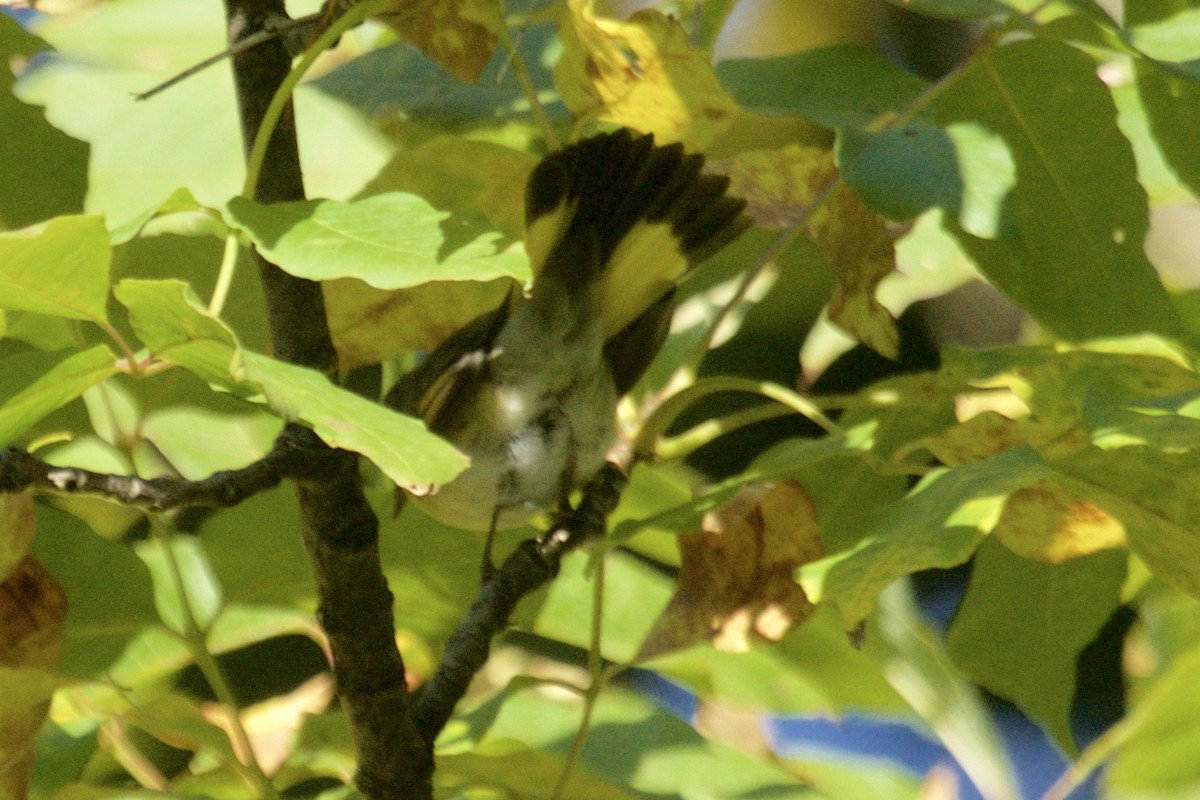 American Redstart - ML70380481