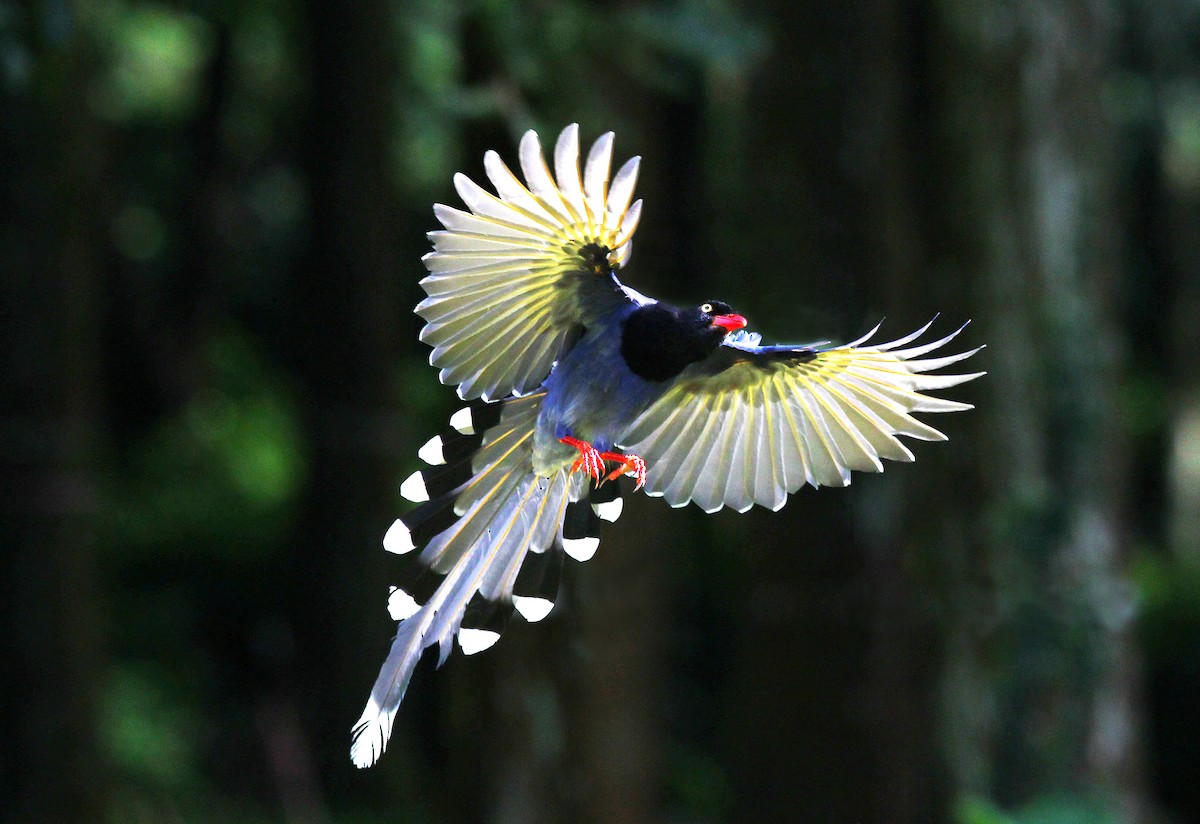 ML703809 - Taiwan Blue-Magpie - Macaulay Library