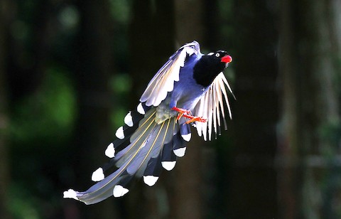 Taiwan Blue-Magpie - Urocissa caerulea - メディア検索 - Macaulay