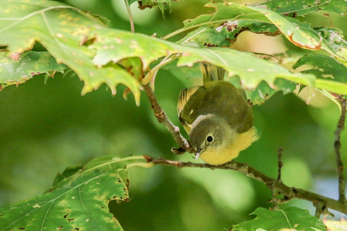 Nashville Warbler - ML70382111