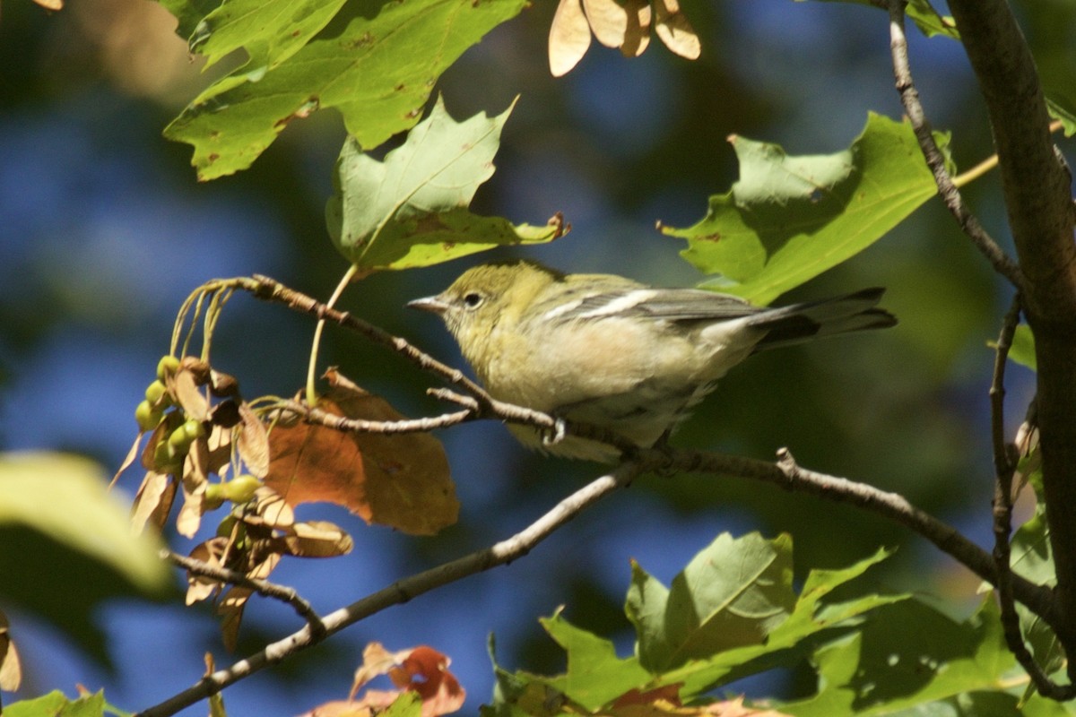 Bay-breasted Warbler - Alice Sun