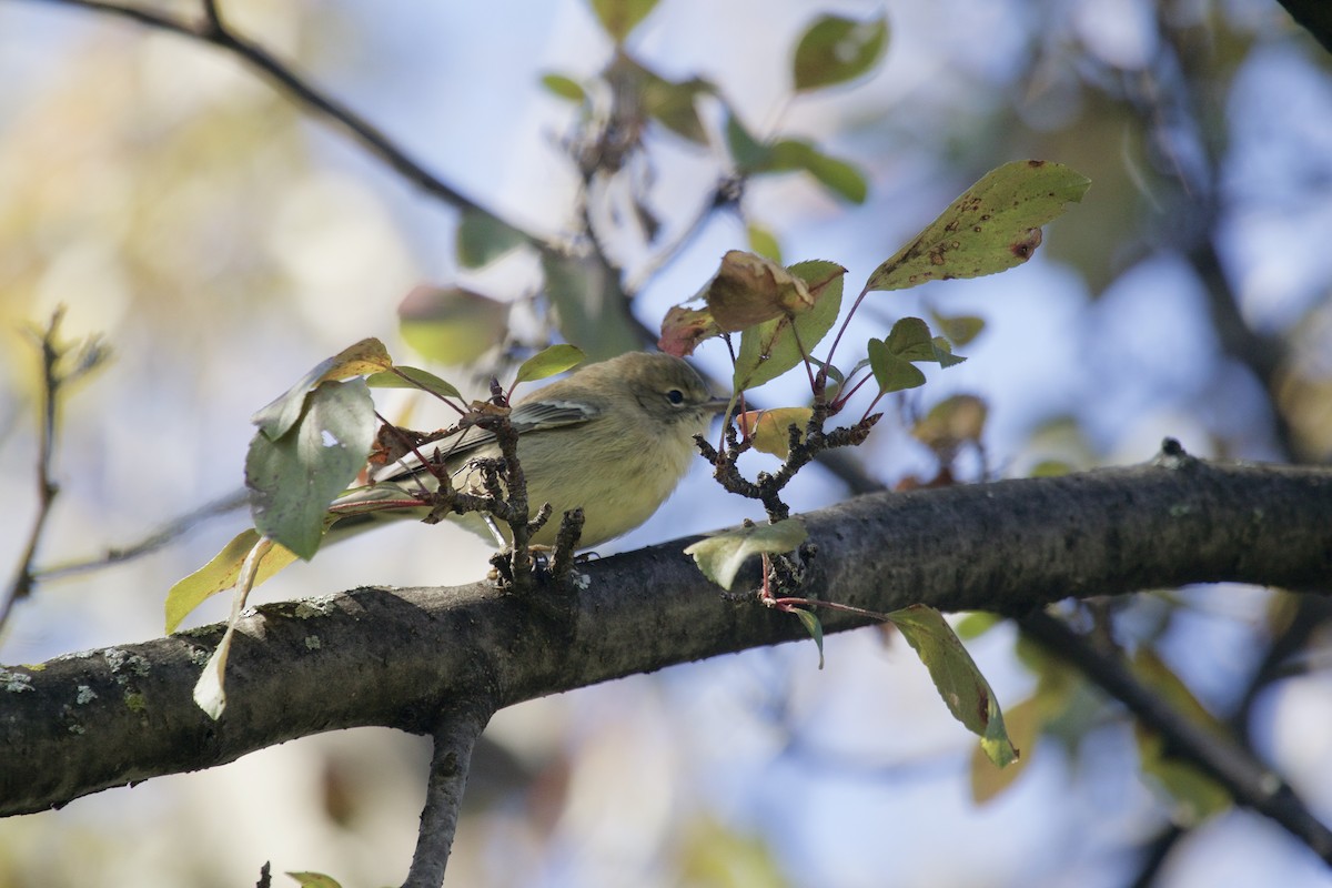 Blackpoll Warbler - Alice Sun