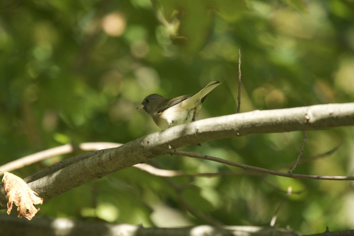 Dark-eyed Junco - ML70382291