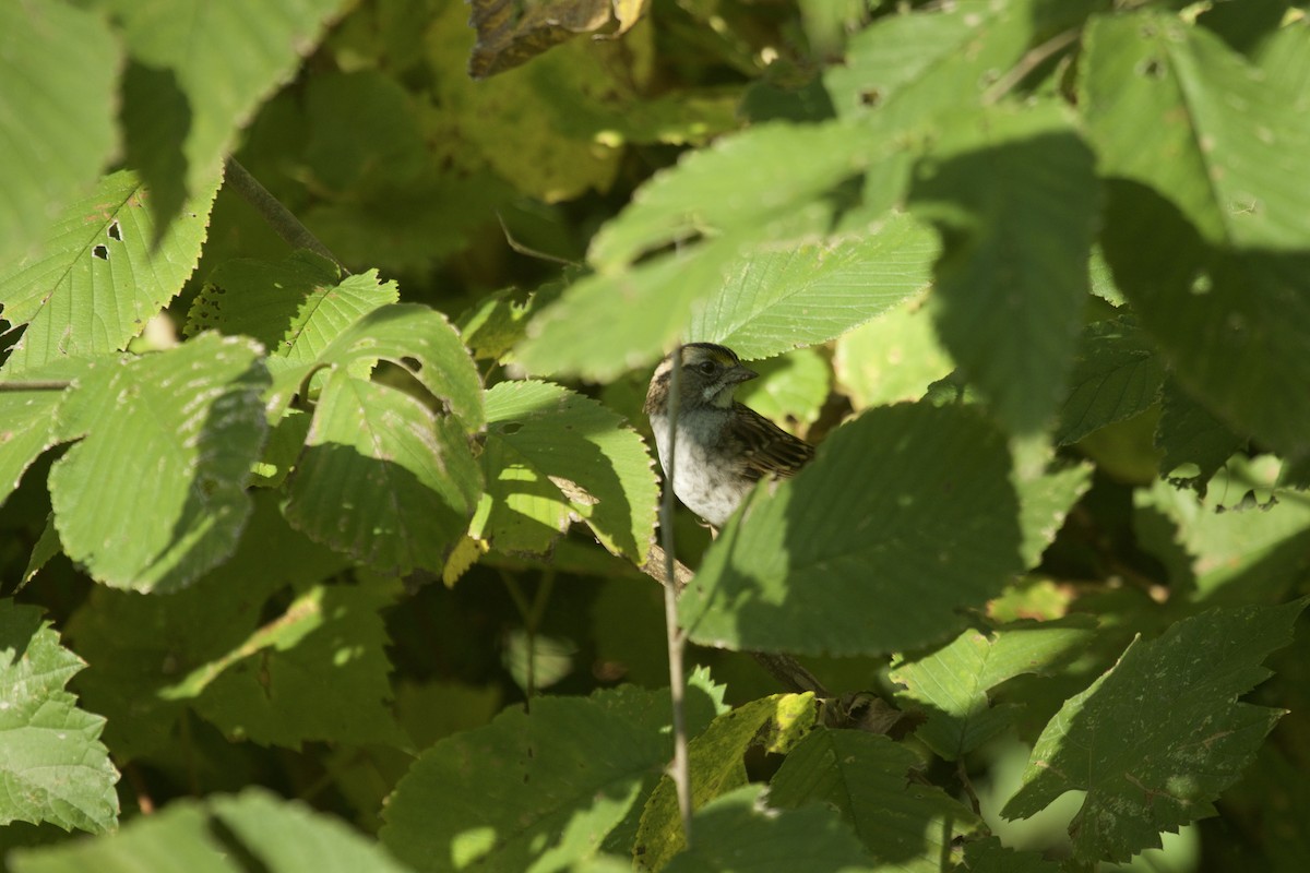 White-throated Sparrow - ML70382361