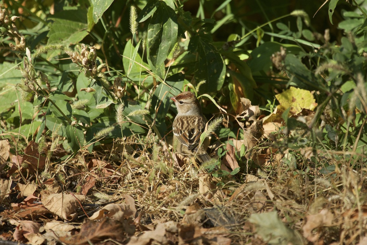 White-crowned Sparrow - ML70382391