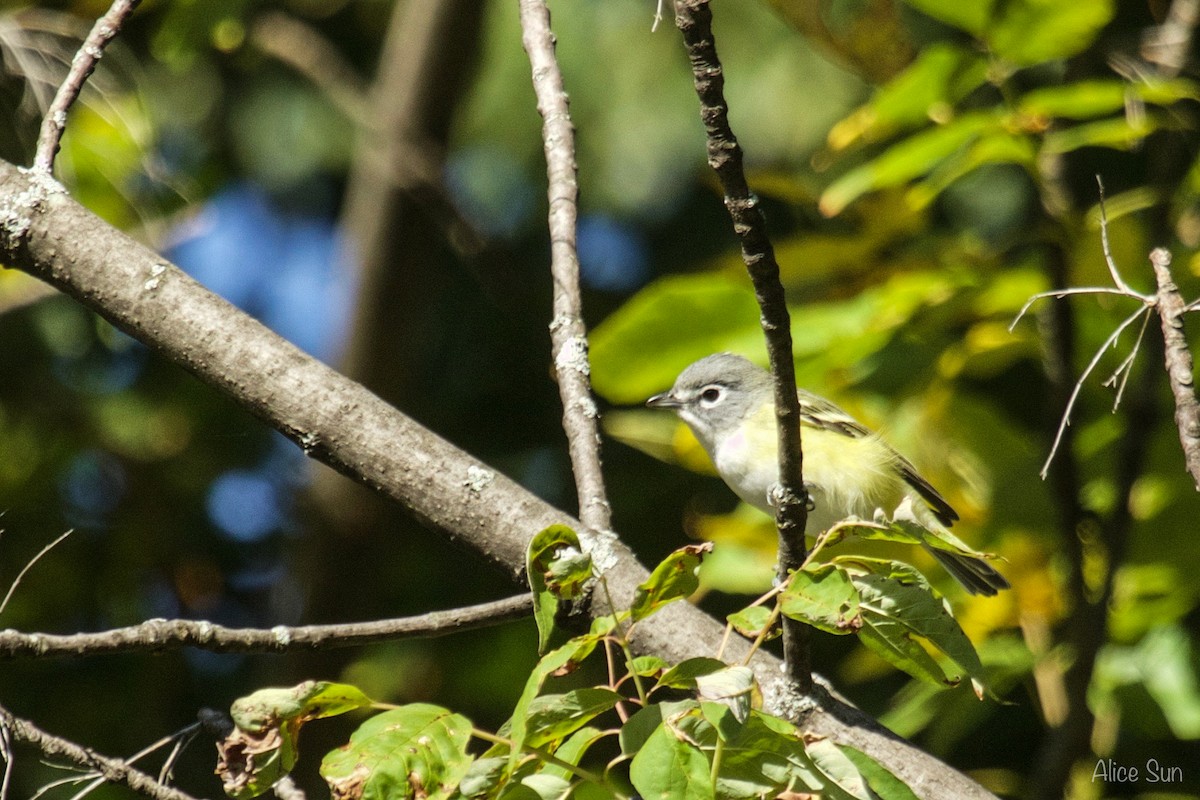 Blue-headed Vireo - ML70382551