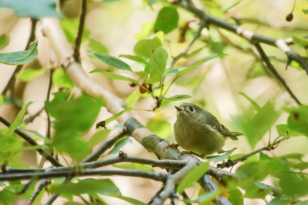 Ruby-crowned Kinglet - ML70382641