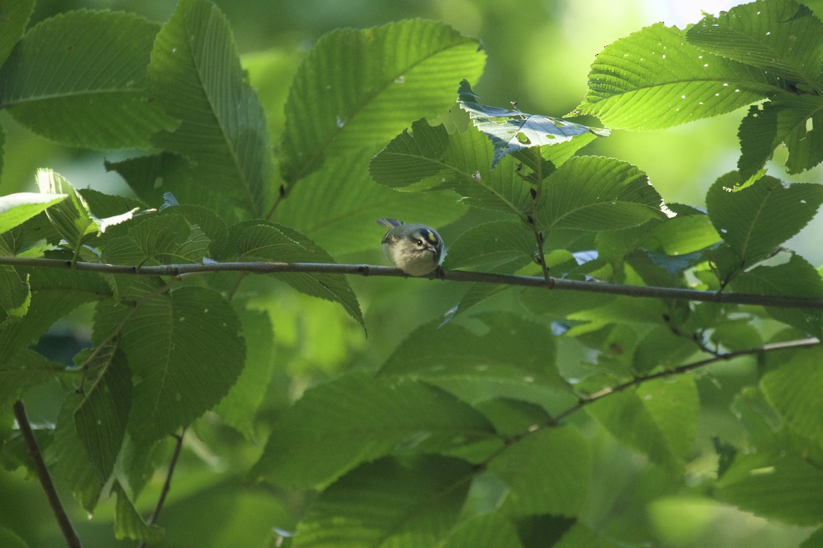 Golden-crowned Kinglet - ML70382731