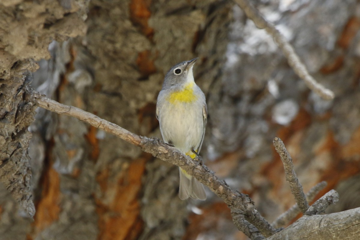 pinjeparula - ML70384091