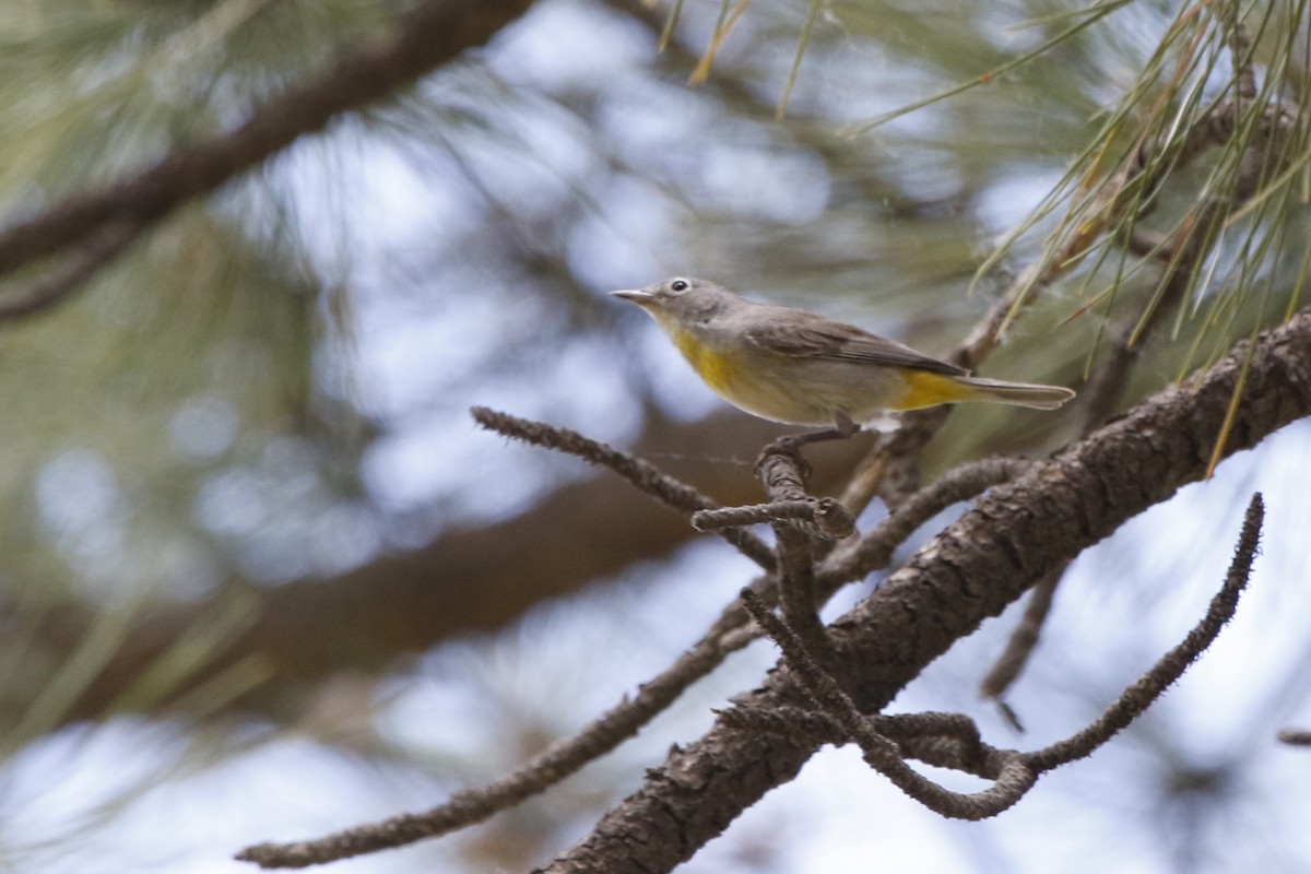 pinjeparula - ML70384111