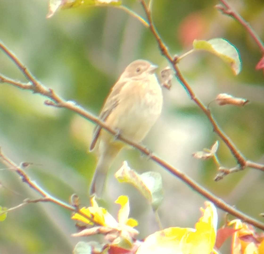 Indigo Bunting - ML70386281