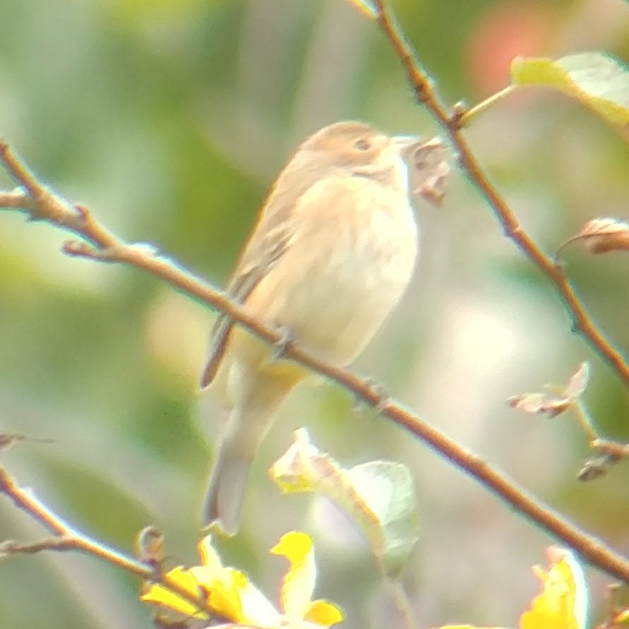 Indigo Bunting - ML70386291