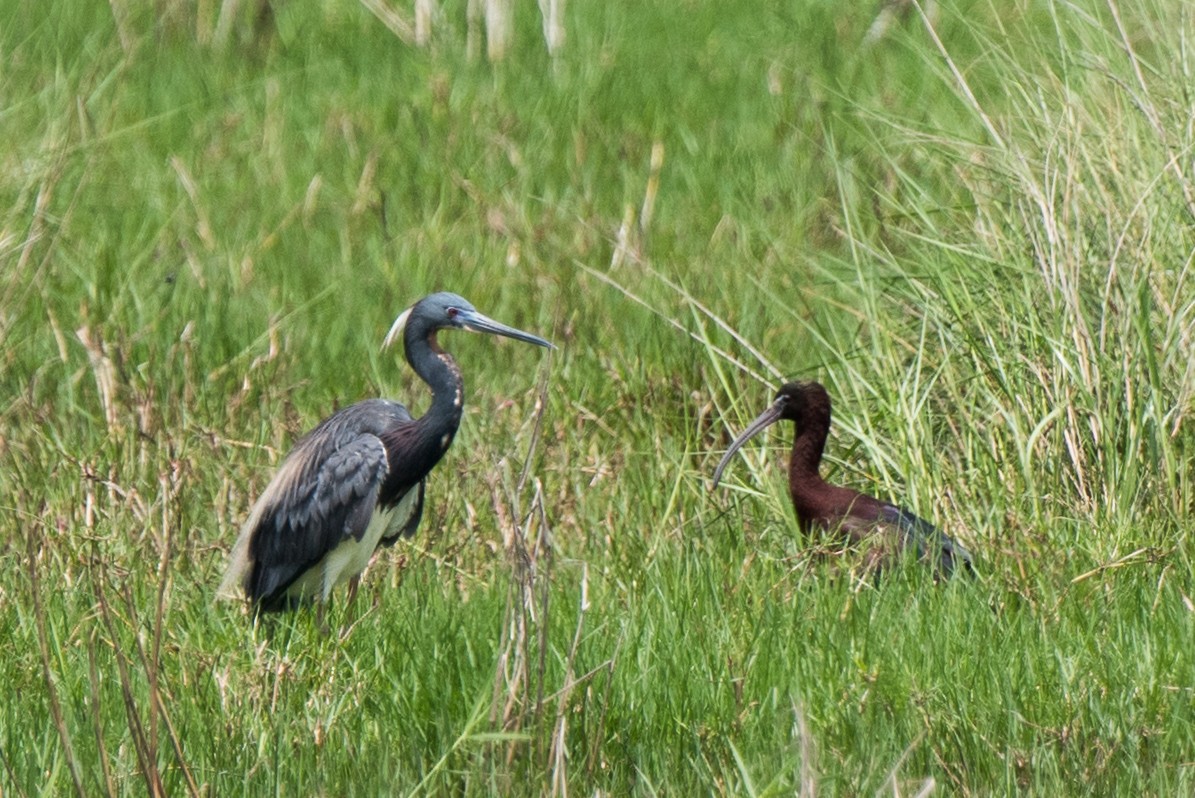 Glossy Ibis - ML70387631