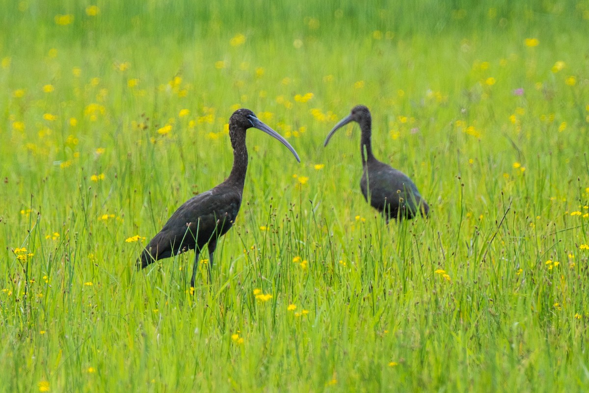 Glossy Ibis - ML70387651