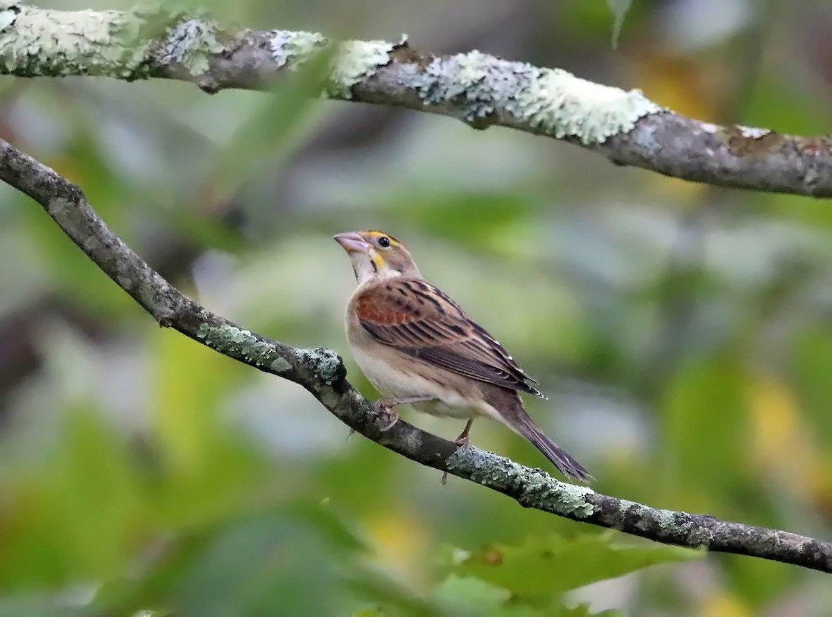 Dickcissel - Tom Murray