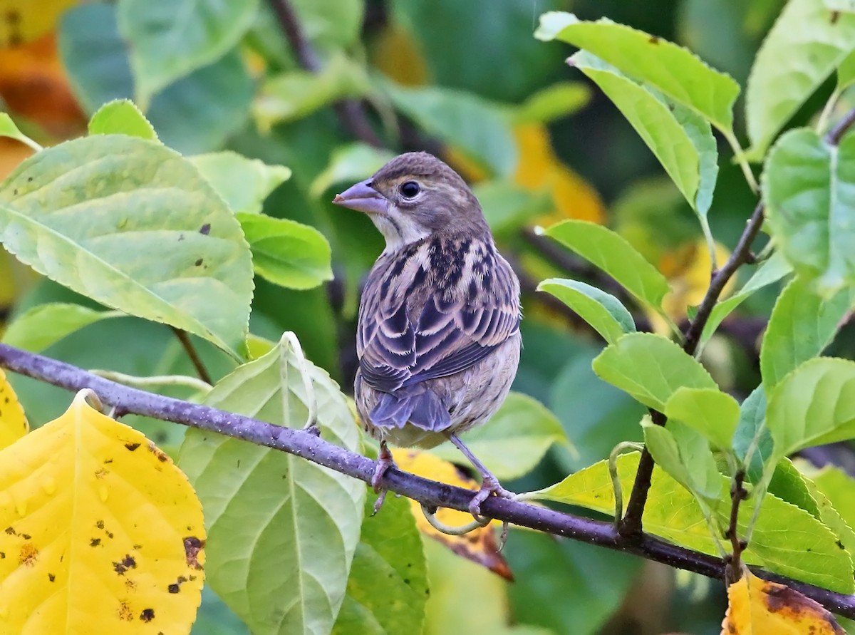 Dickcissel - Tom Murray