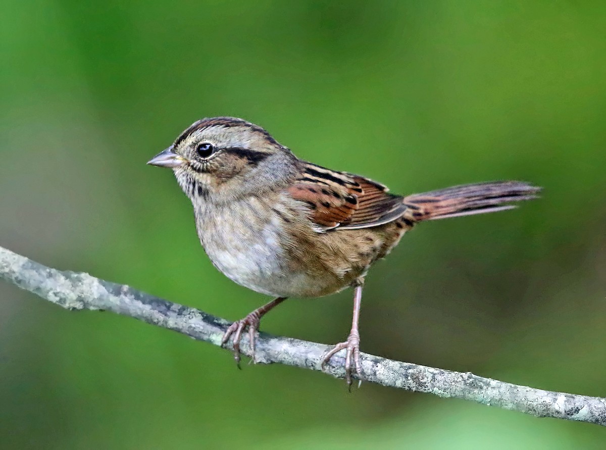 Swamp Sparrow - Tom Murray