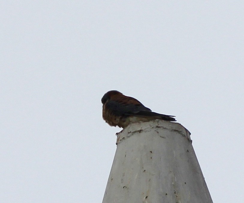 American Kestrel - ML70390351