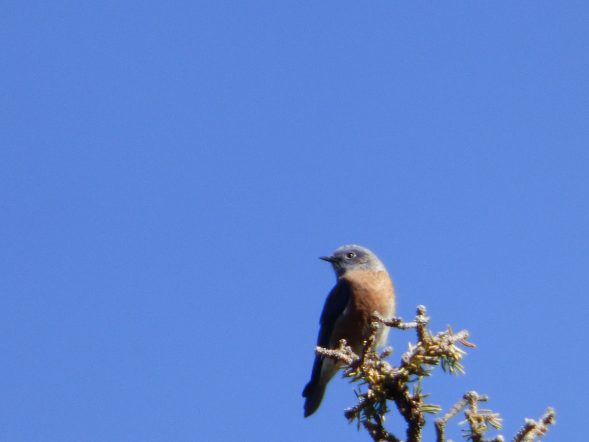 Western Bluebird - ML70390961