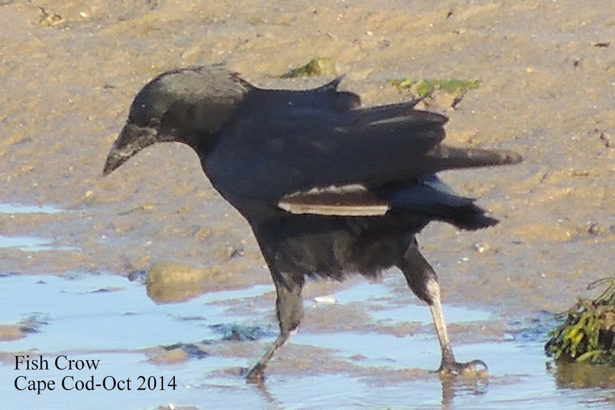 Fish Crow - ML70391661