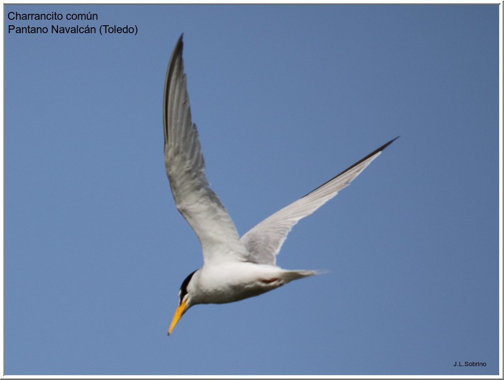 Little Tern - ML70393051