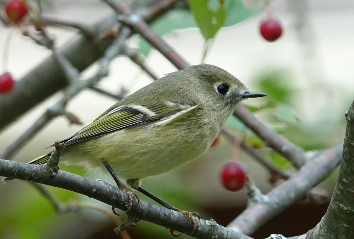 Ruby-crowned Kinglet - ML70393431