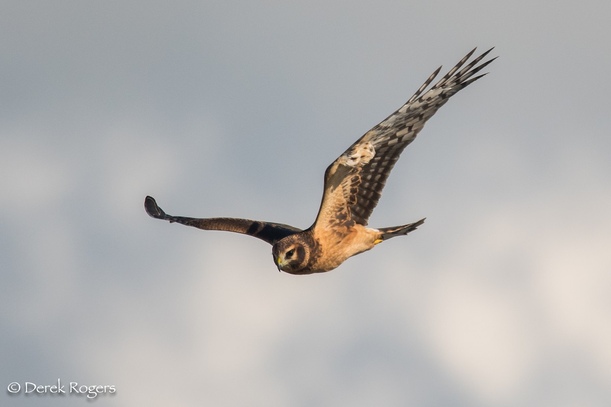 Northern Harrier - ML70394811