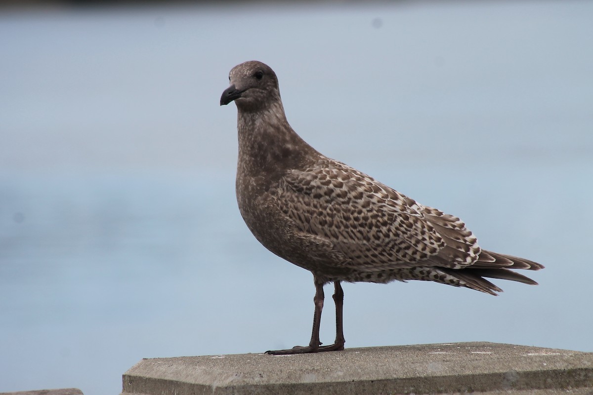 Western/Glaucous-winged Gull - ML70396701