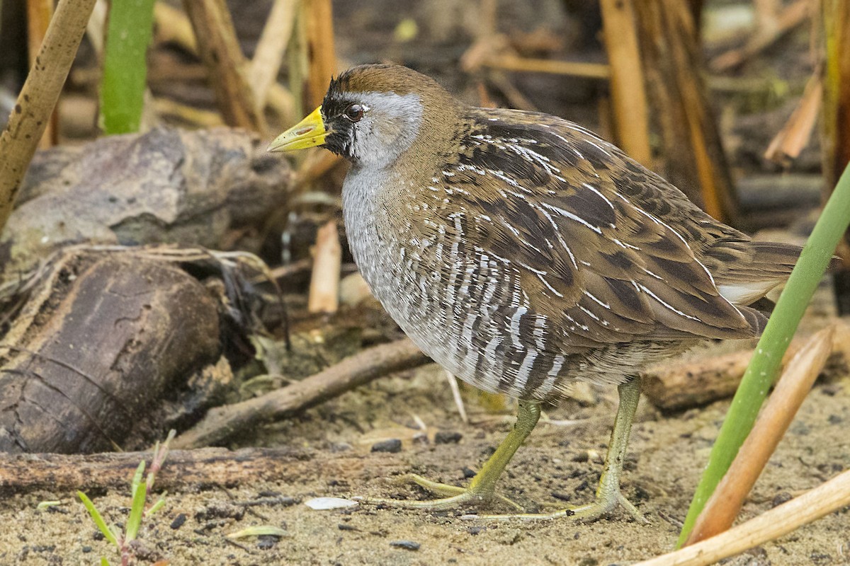 Polluela Sora - ML70398201