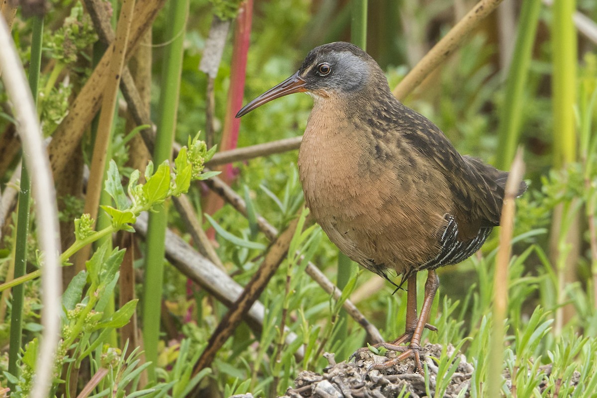 Virginia Rail - Bradley Hacker 🦜