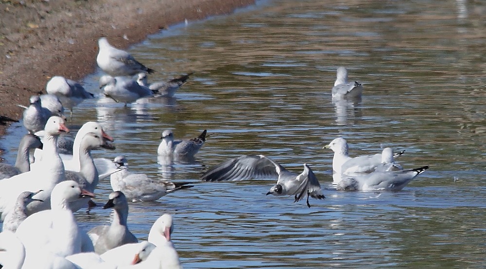 Franklin's Gull - ML70399811