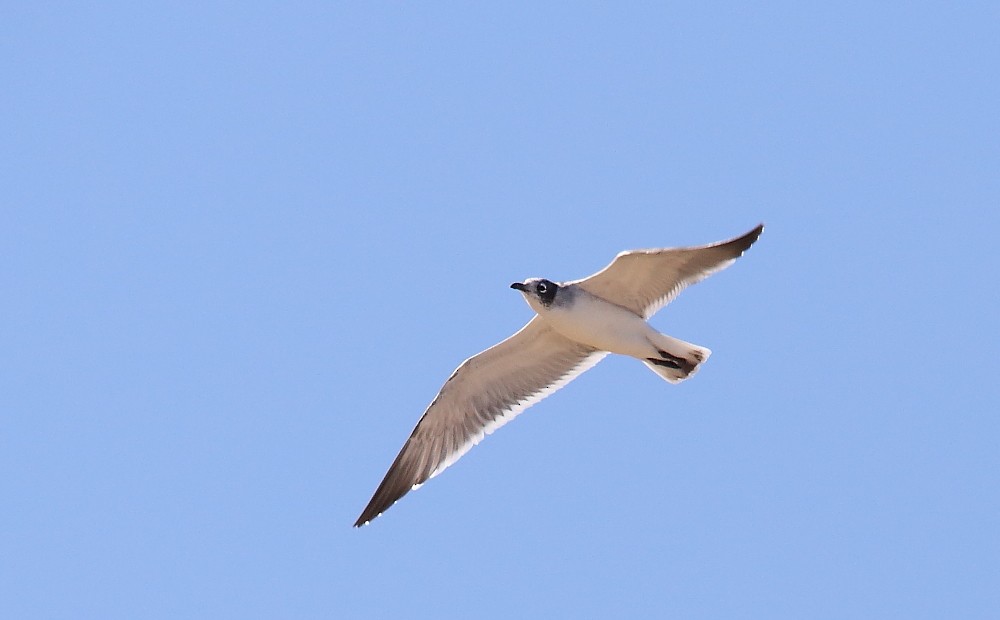 Franklin's Gull - ML70399931