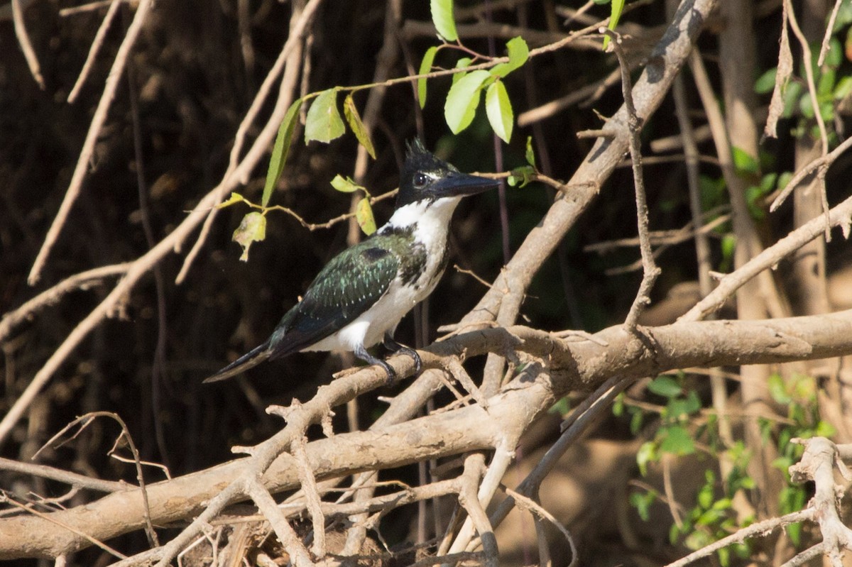 Amazon Kingfisher - Lindy Fung